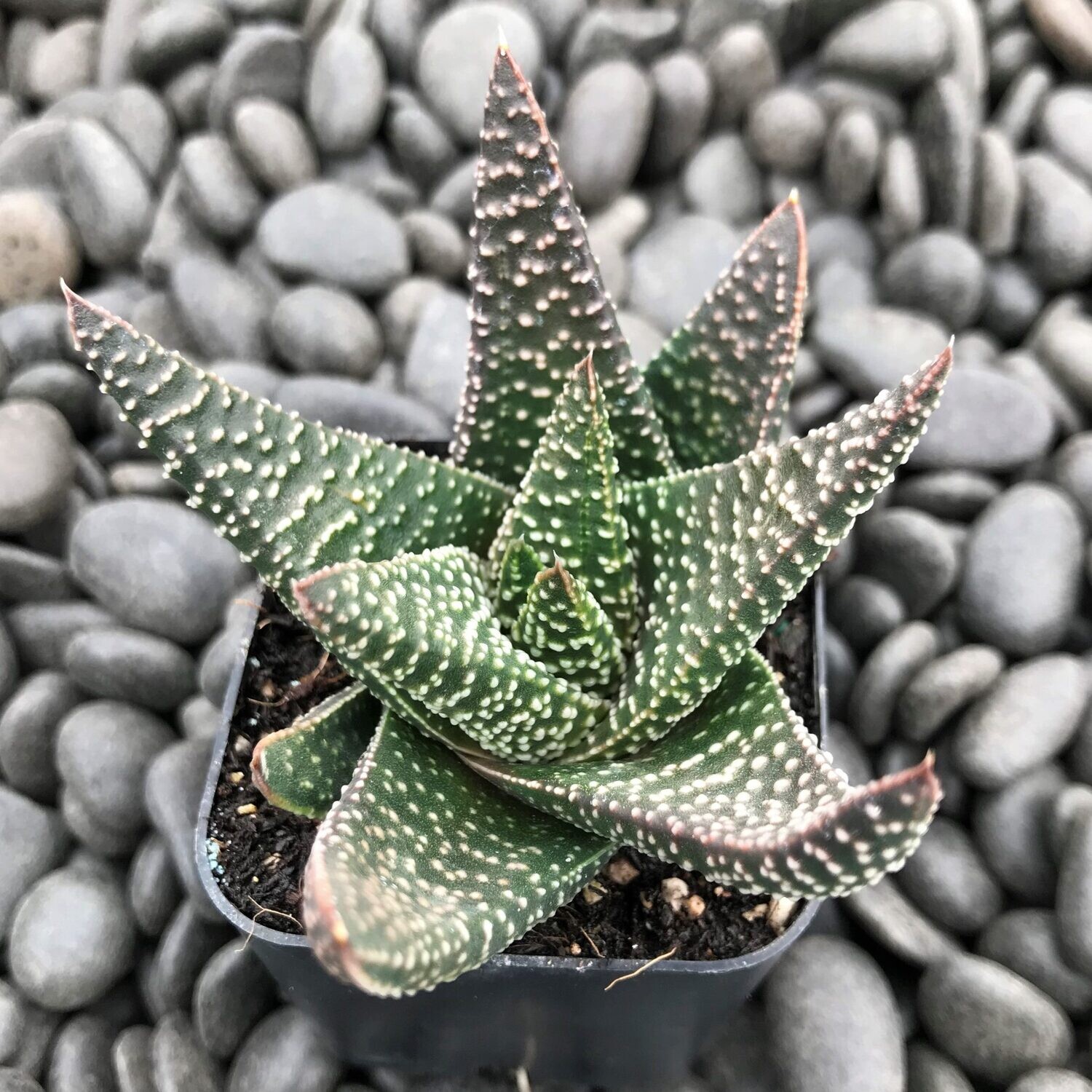 Haworthia: Royal Highness