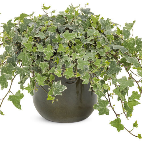 English Ivy: Glacier