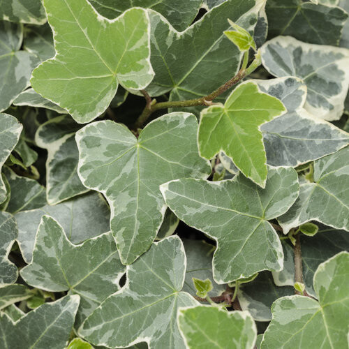 English Ivy: Glacier