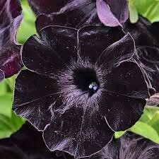 Petunia - Crazytunia: Black Mamba