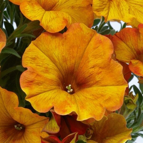 Petchoa - SuperCal: Premium Sunset Orange