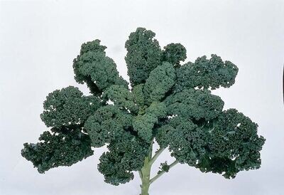 Kale: Blue Ridge