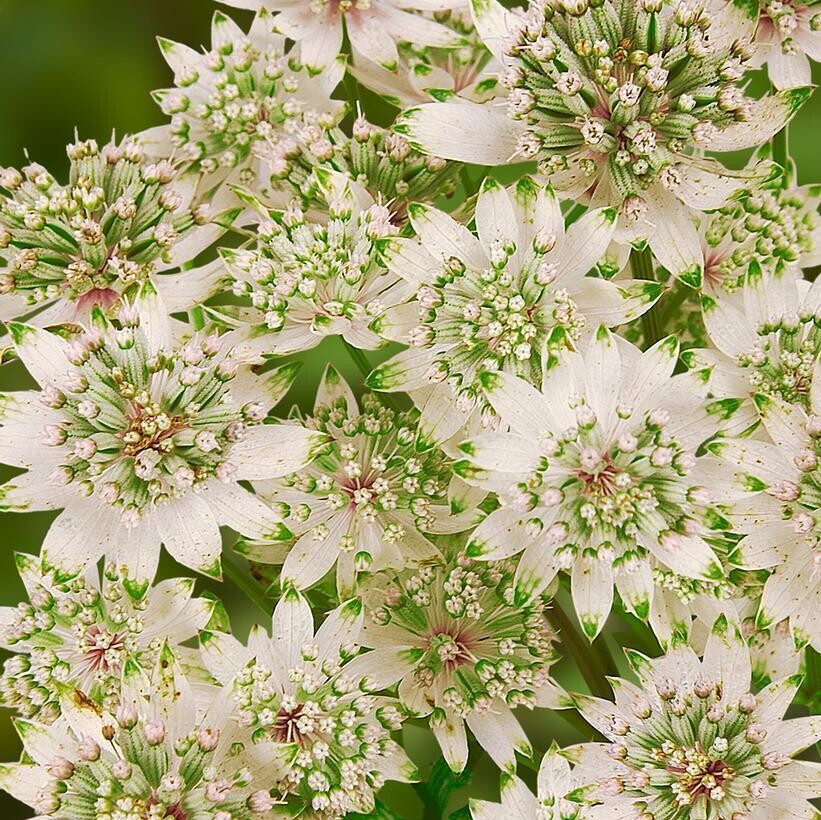 Astrantia: Star of Billions