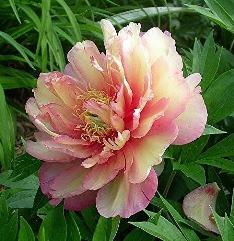 Peony - Itoh: Julia Rose