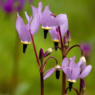 Dodecatheon: Shooting Stars