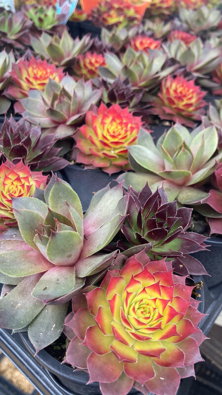 Sempervivum - Chick Charms: Trio Candied Campfire