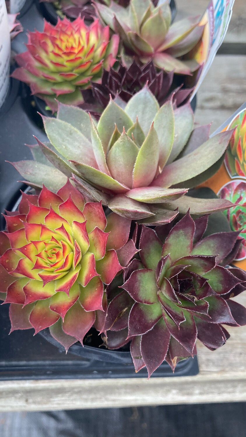 Sempervivum - Chick Charms: Trio Candied Campfire