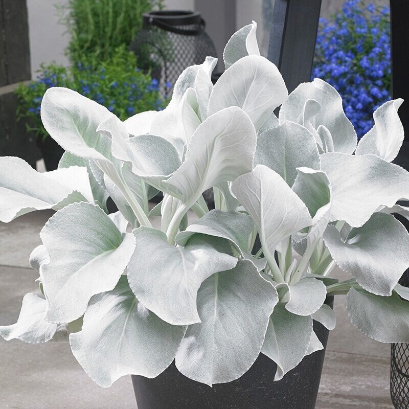 Senecio: Angel Wings