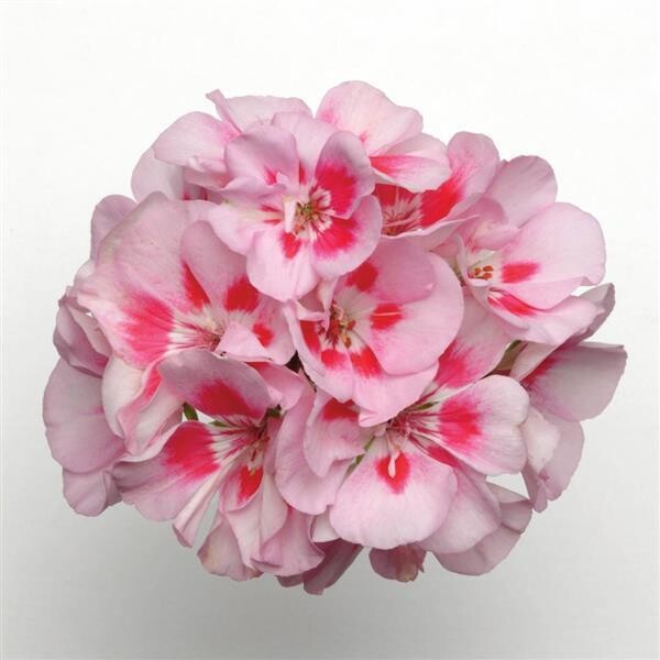 Geranium - Presto: Pink Sizzle