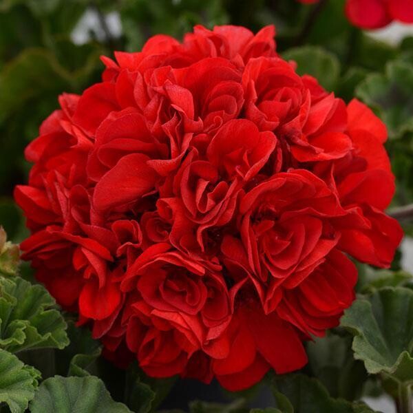 Geranium - Presto: Dark Red
