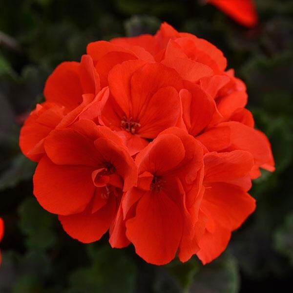 Geranium - Presto: Deep Scarlet
