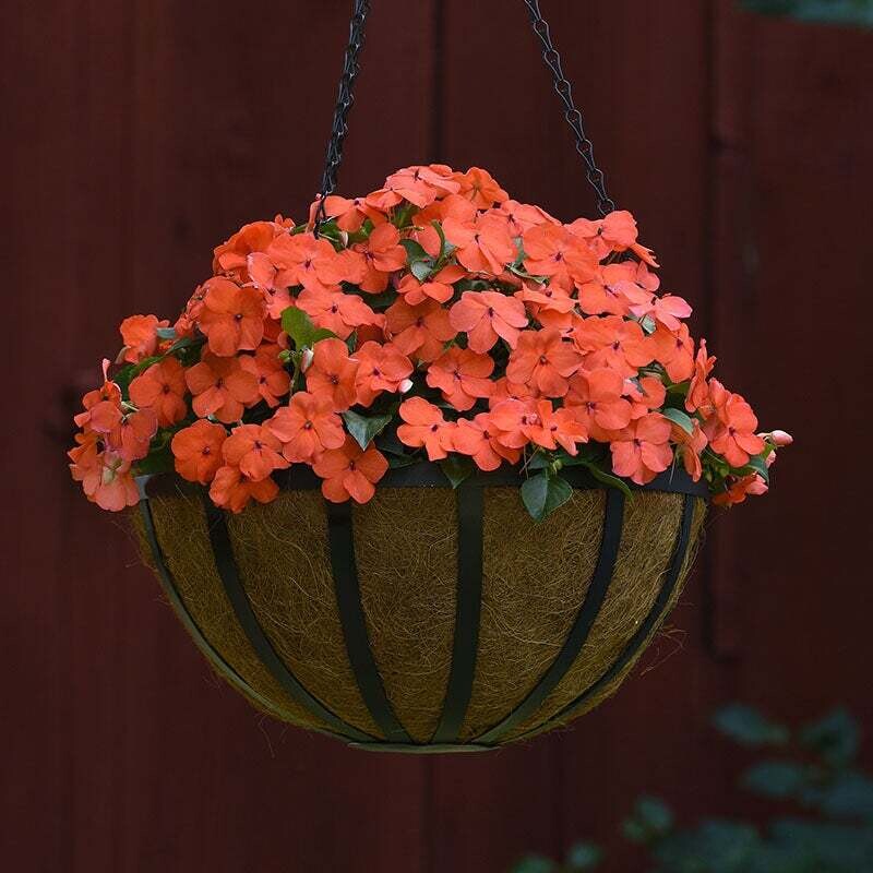 Impatiens - Beacon: Salmon