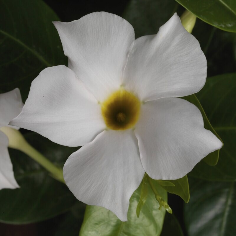 Dipladenia - Rio: White