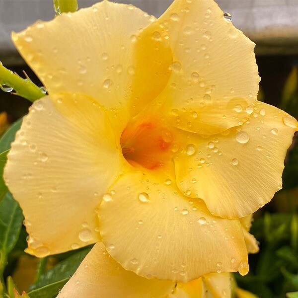 Dipladenia Sundenia Red