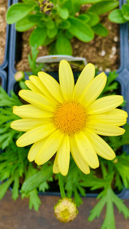 Argyranthemum: Golden Butterfly (Marguerite Daisy)