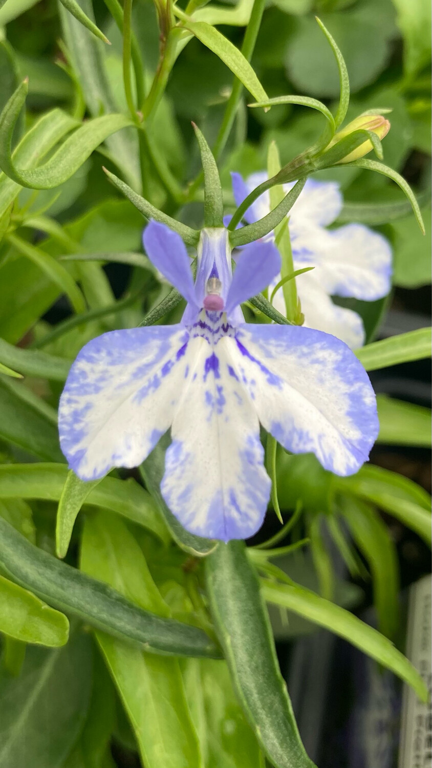 Lobelia - Hot Plus: Pretty Heaven