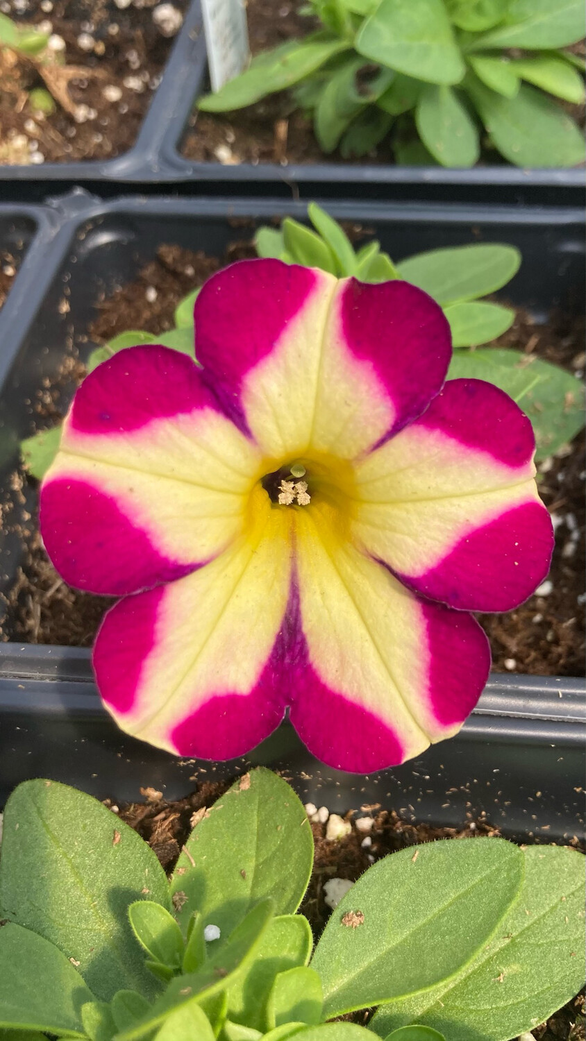 Petunia - Headliner: Banana Cherry