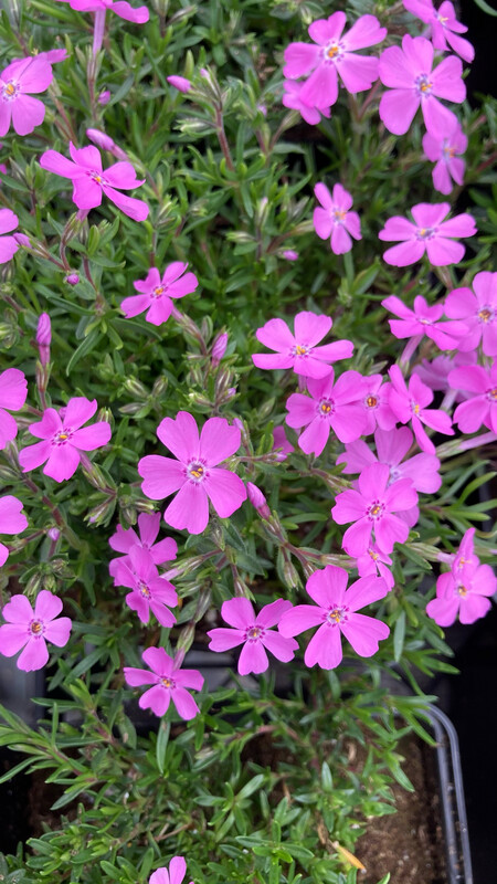 Phlox: Drummond's Pink (Creeping Phlox)