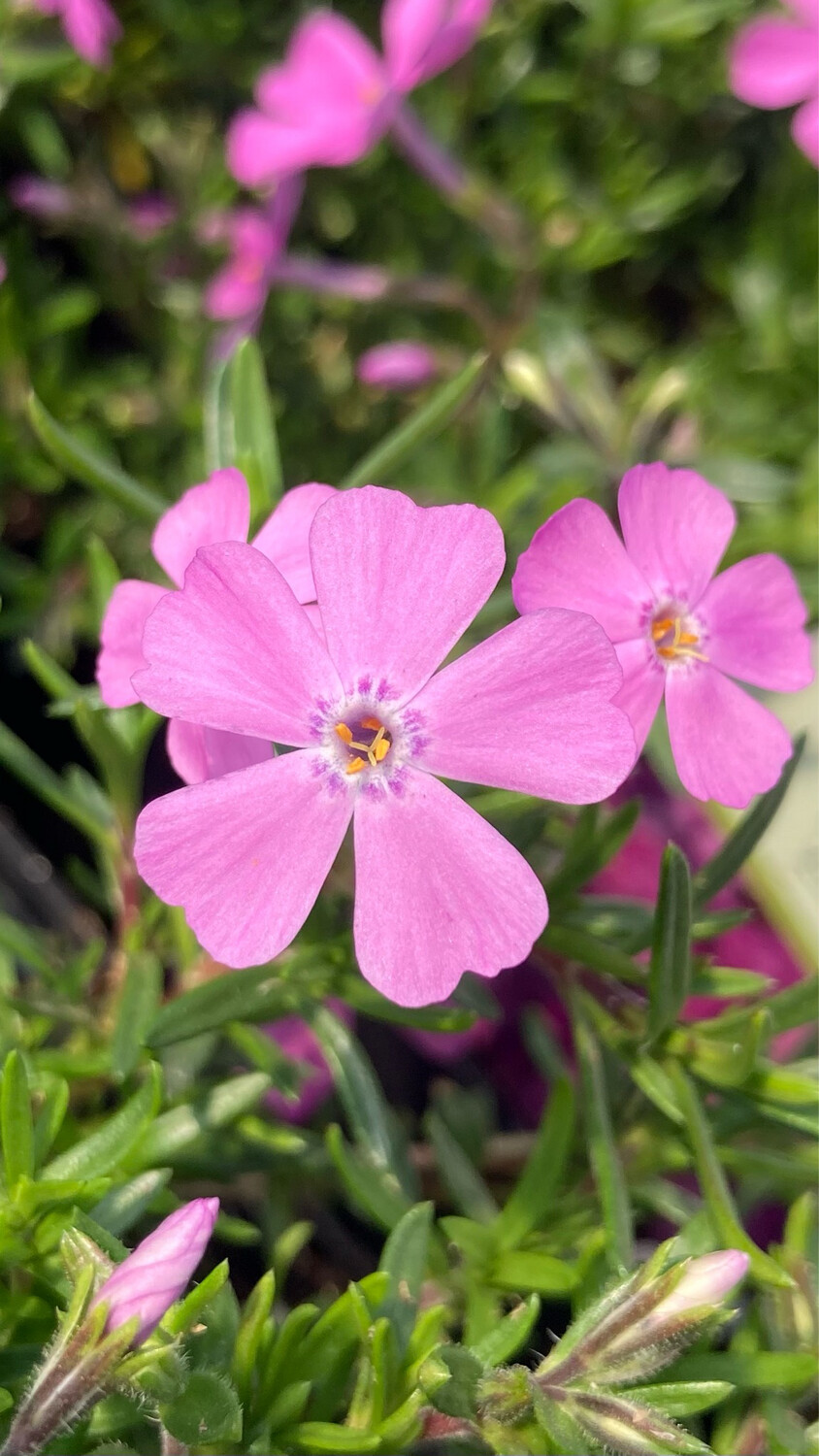 Phlox: Emerald Pink (Creeping Phlox)