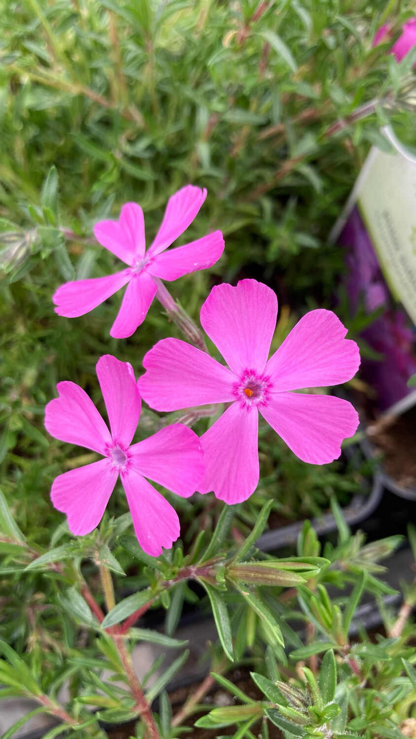 Phlox:  Drummond's Pink (Creeping Phlox)