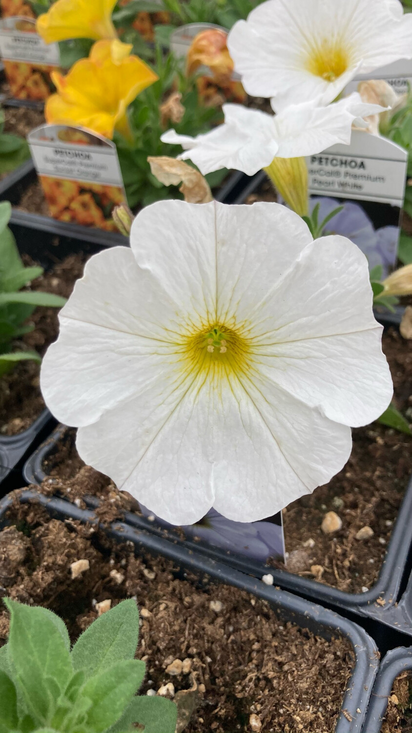 Petchoa - SuperCal: Premium Pearl White