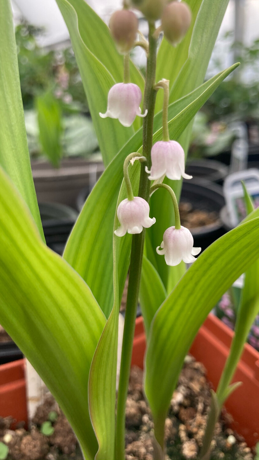 Convallaria: Rosea (Pink Lily of the Valley)