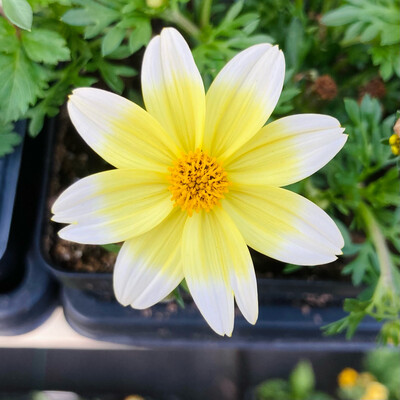 Bidens: Spicy Electric White