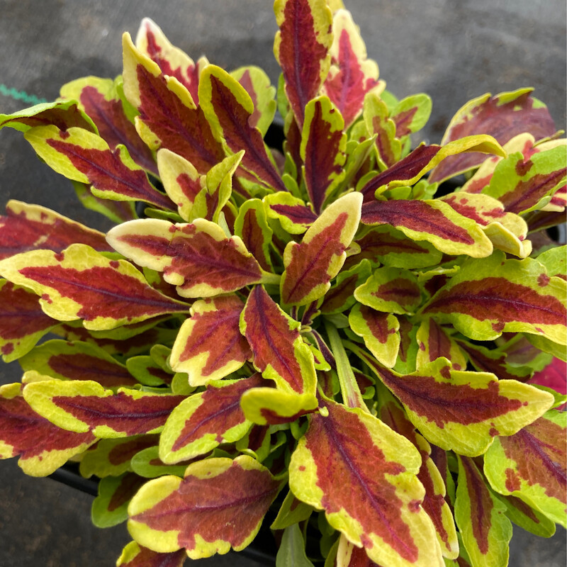 Coleus - Main Street: Le Freak