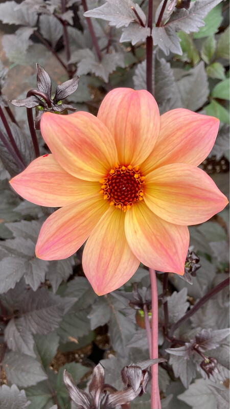 Dahlia: Mystic Fantasy
