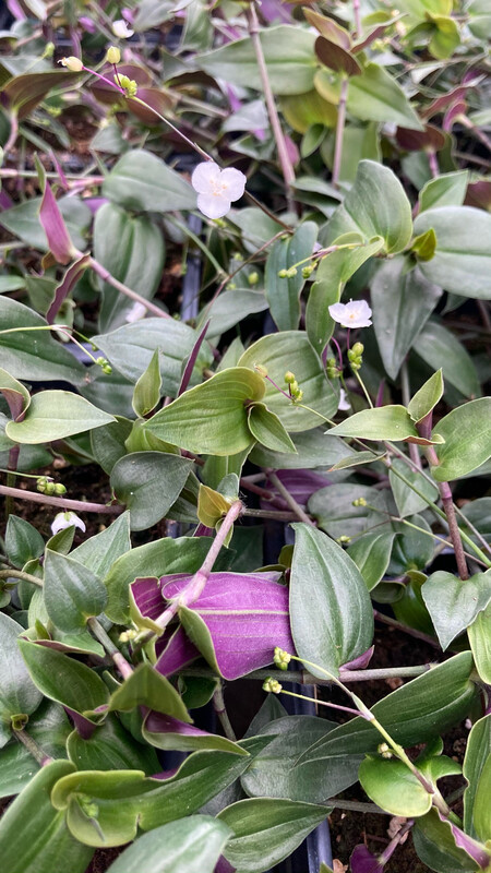 Tahitian: Bridal Veil