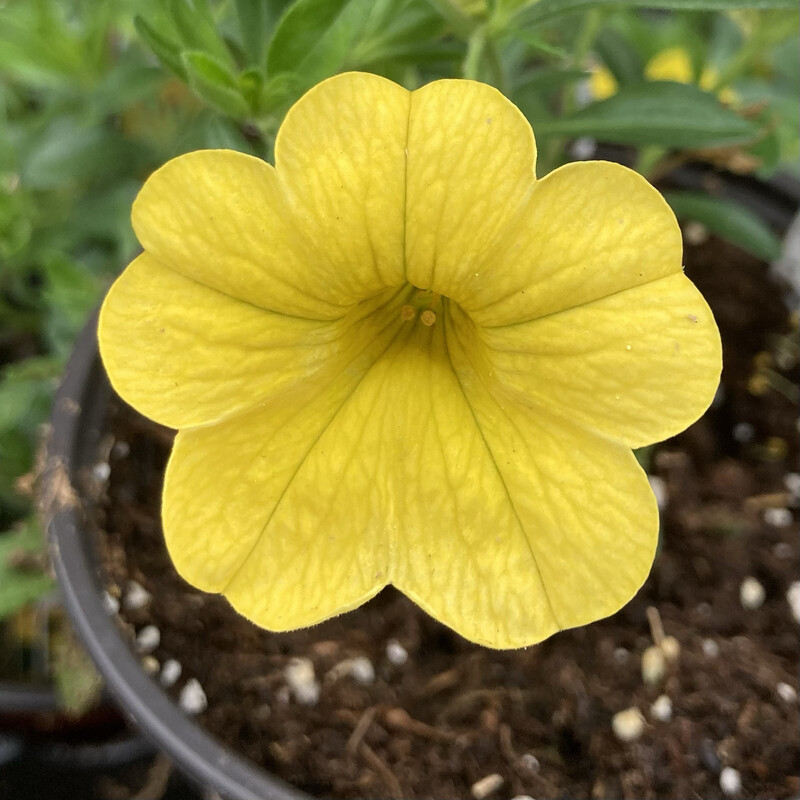 Calibrachoa - MiniFamous: Neo Deep Yellow