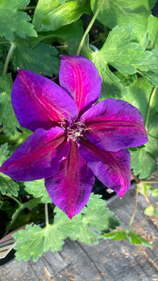Clematis: Mrs. N. Thompson