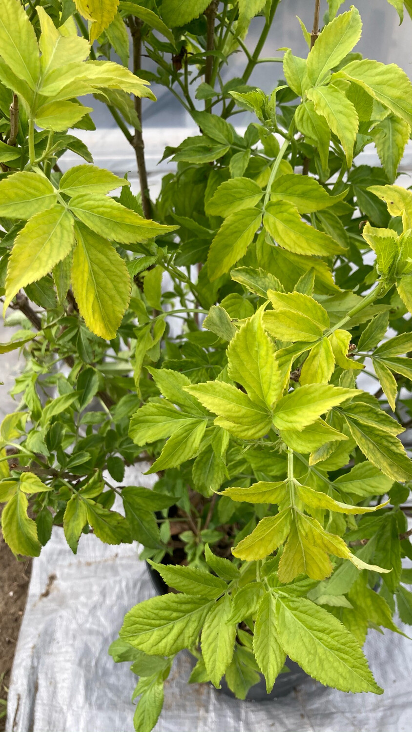 Elderberry: Golden