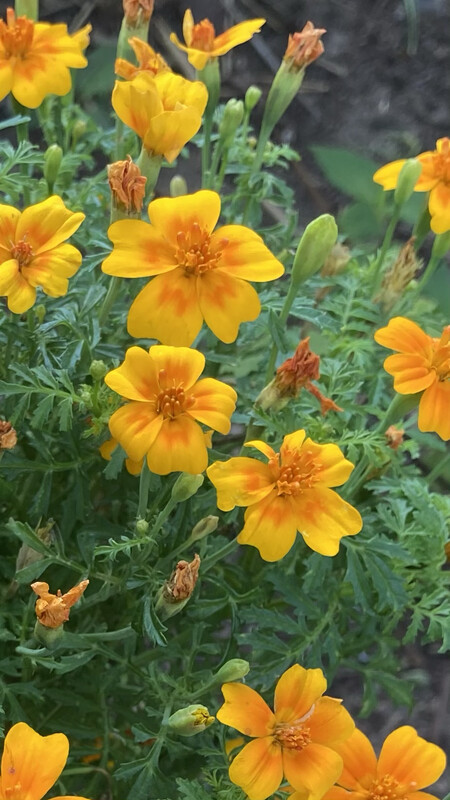 Marigold: Orange Gem