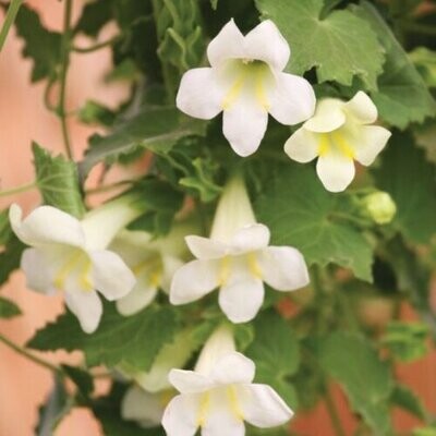 Lophospermum - Lofos: Compact White