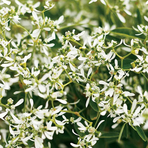 Euphorbia: Diamond Frost