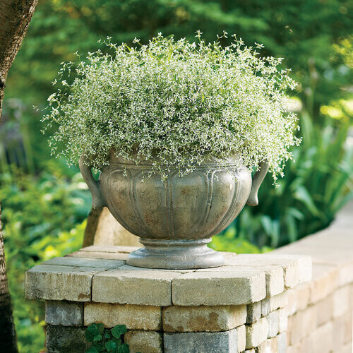 Euphorbia: Diamond Frost