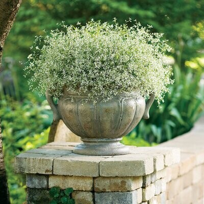 Euphorbia: Diamond Frost