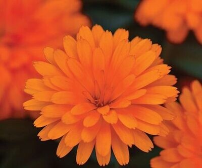 Calendula - Power Daisy: Orange