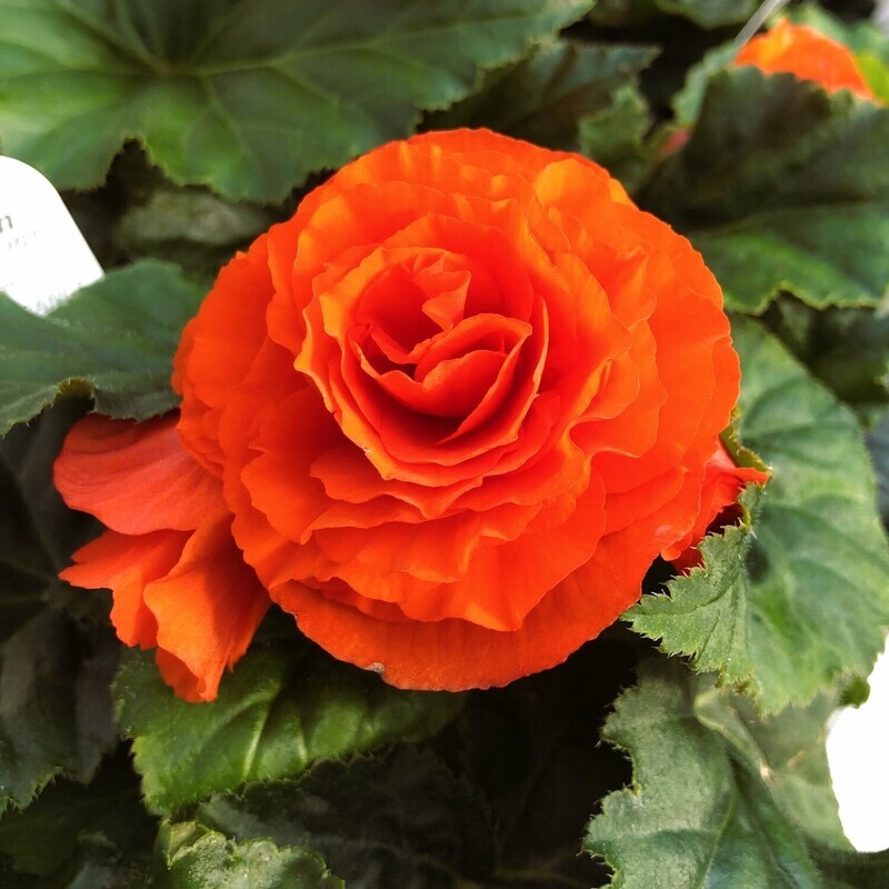 Begonia - Nonstop: Orange