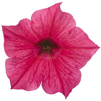Petunia - Supertunia: Vista Paradise