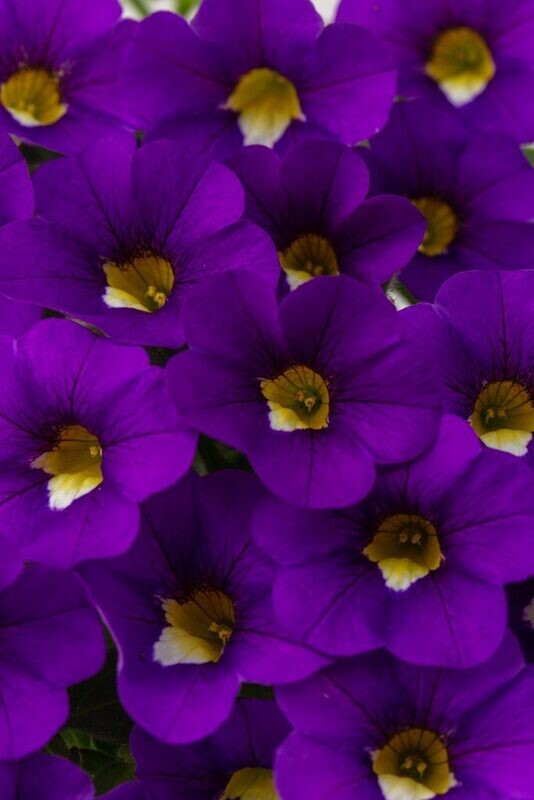 Calibrachoa - Calitastic: Violaceous