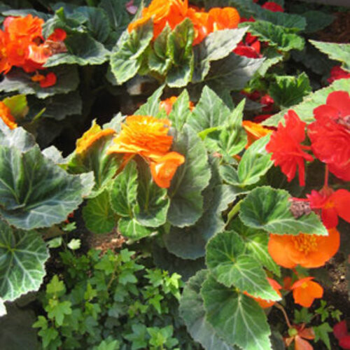 Begonia - Nonstop: Orange