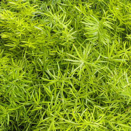 Asparagus Fern (Sprengeri)