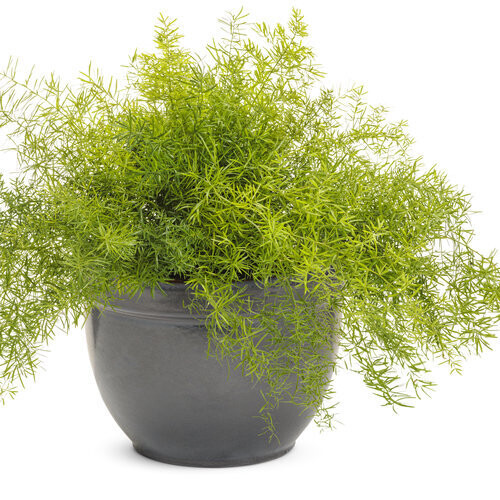 Asparagus Fern (Sprengeri)