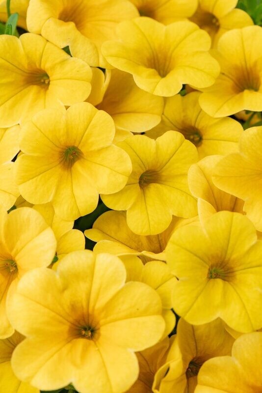Calibrachoa - Calitastic: Butter