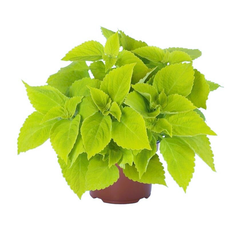 Coleus - Main Street: Chartres Street