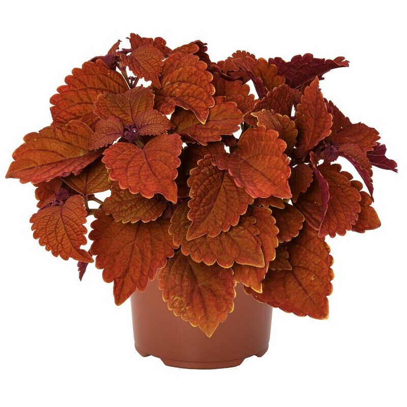 Coleus - Main Street: Wall Street