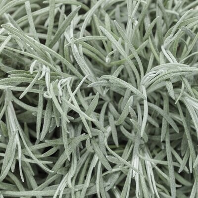 Helichrysum: Icicles (Licorice Plant)