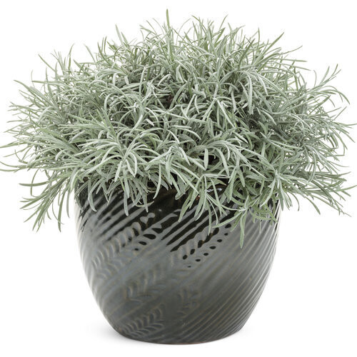 Helichrysum: Icicles (Licorice Plant)